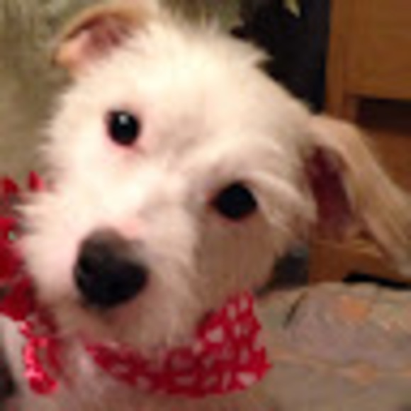 Meet your Posher, Sophia - Picture 1 of 1